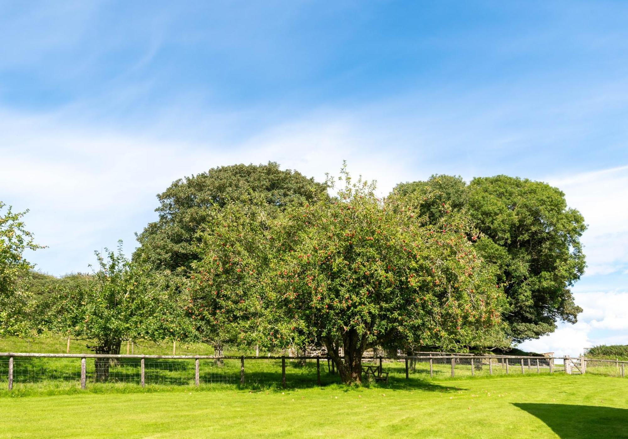 Ta Mill Cottages & Lodges - Meadowview Chalet 2 Лонсестон Экстерьер фото